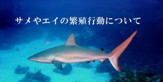 サメやエイの繁殖行動について